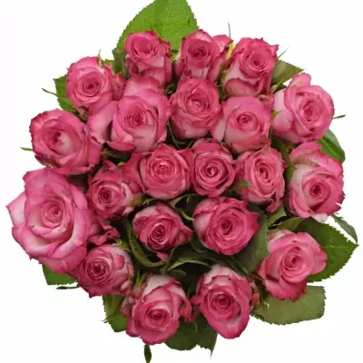 Kytice 21 žíhaných růží N-JOY 50cm