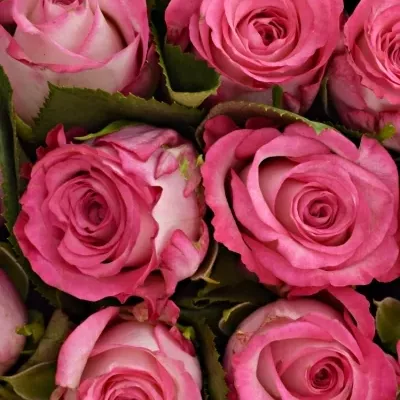 Kytice 21 žíhaných růží N-JOY 50cm