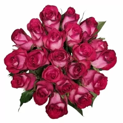 Jednodruhová kytice 21 žíhaných růží NICOLETTA 60 cm