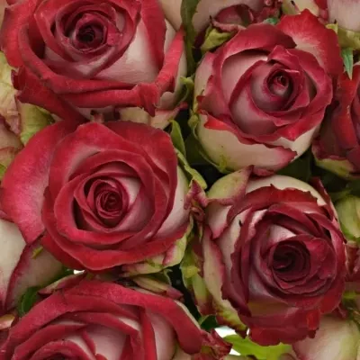 Kytice 21 žíhaných růží PARADISO 40cm