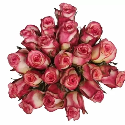 Kytice 21 žíhaných růží SPARK CONDOR 80 cm