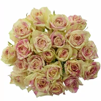 Kytice 21 žíhaných růží SWEET HARLEQUIN 50cm