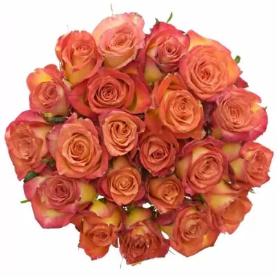 Kytice 21 žíhaných růží UTOPIA 50cm