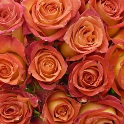 Kytice 21 žíhaných růží UTOPIA
