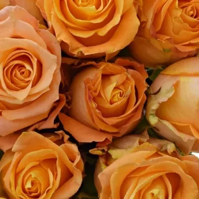 Kytice 21 žlutooranžových růží MORNING SUN 40cm