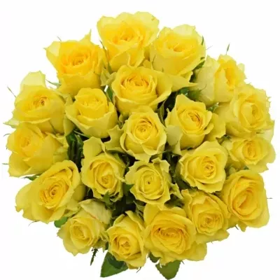 Kytice 21 žlutých růží INTENSE 40cm