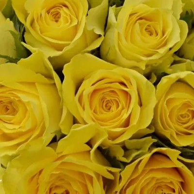 Kytice 21 žlutých růží GOLDEN TOWER 50 cm