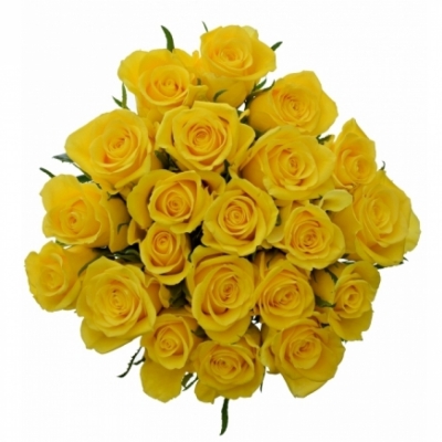 Kytice 21 žlutých růží JACKPOT 50cm