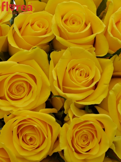 Kytice 21 žlutých růží MOONWALK 50 cm