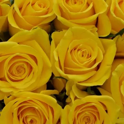 Kytice 21 žlutých růží MOONWALK 50 cm