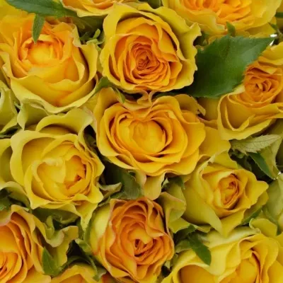 Kytice 21 žlutých růží PACO! 50cm