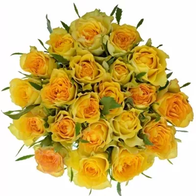 Kytice 21 žlutých růží PACO! 70cm