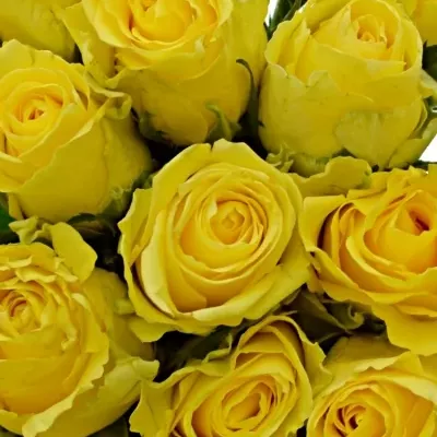 Kytice 21 žlutých růží Penny Lane 50cm