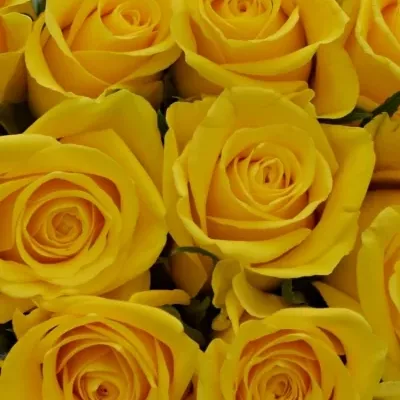 Kytice 21 žlutých růží SOLERO