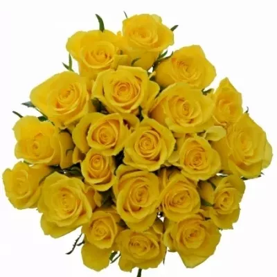 Kytice 21 žlutých růží SOLERO 60cm
