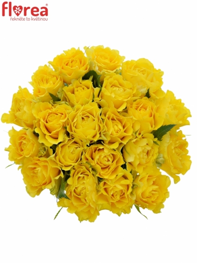 Kytice 21 žlutých růží VIVA 60cm