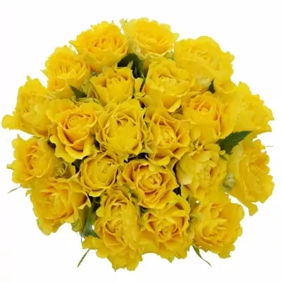 Kytice 21 žlutých růží VIVA