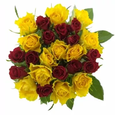 Míchaná kytice 25 vícebarevných růží ANATOLA 55 cm