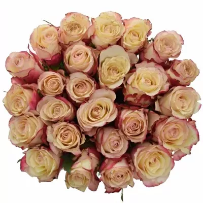 Kytice 25 bílorůžových růží ADVANCE SWEETNESS 40cm