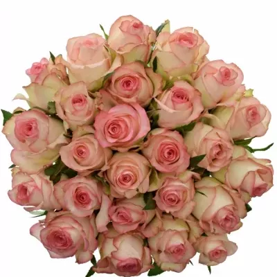 Kytice 25 bílorůžových růží JUMILIA 50cm