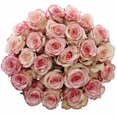 Kytice 25 bÍlorůžových růží TORMENTA 50cm