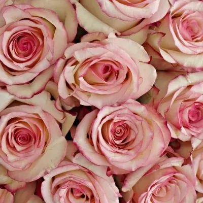 Kytice 25 bÍlorůžových růží TORMENTA