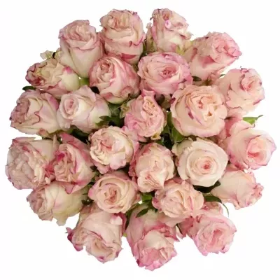 Kytice 25 bílorůžových růží VERY CUTE