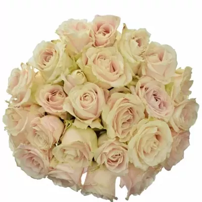 Kytice 25 bílých růží ADOR AVALANCHE+ 70cm