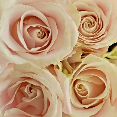 Kytice 25 bílých růží ADOR AVALANCHE+ 60cm