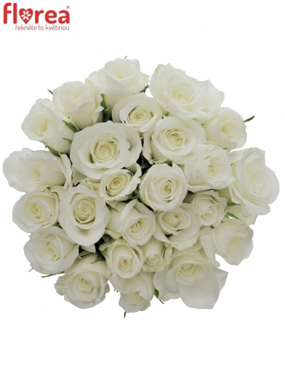 Kytice 25 bílých růží AKITO 50cm