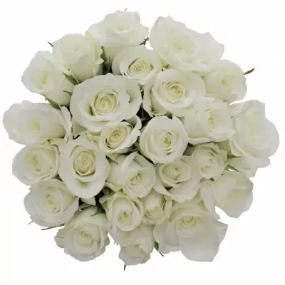 Kytice 25 bílých růží AKITO