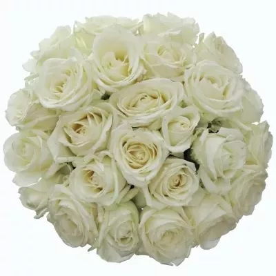 Kytice 25 bílých růží ALBATROS 50cm