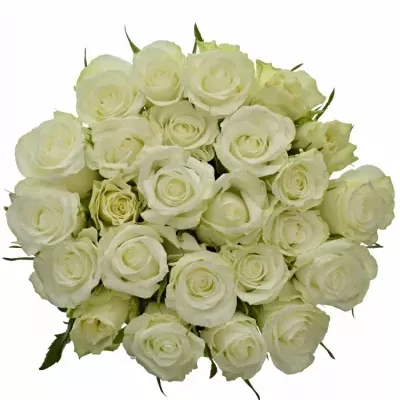 Kytice 25 bílých růží ALPE D´HUEZ 40cm