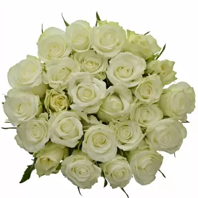 Kytice 25 bílých růží ASPEN 40cm