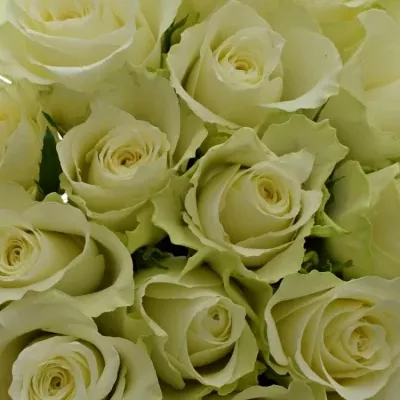 Kytice 25 bílých růží ATHENA 30cm