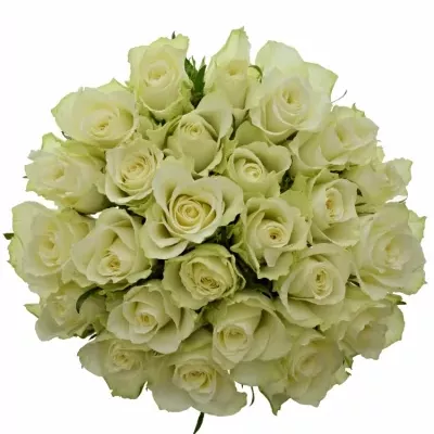 Jednodruhová kytice 25 bílých růží ATHENA 40 cm
