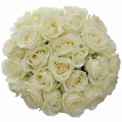 Kytice 25 bílých růží AVALANCHE+ 80cm