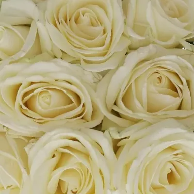 Kytice 25 bílých růží AVALANCHE  40cm
