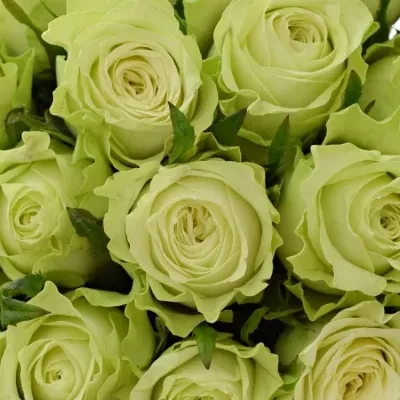 Kytice 25 bílých růží MURU 50 cm