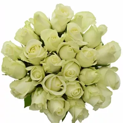 Jednodruhová kytice 25 bílých růží SNOWSTORM 80 cm
