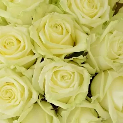 Kytice 25 bílých růží WHITE NAOMI
