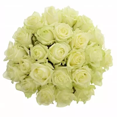 Kytice 25 bílých růží WHITE NAOMI 50cm