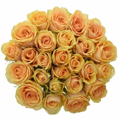 Kytice 25 čajových růží ALCHEMY 70cm
