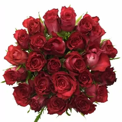 Kytice 25 červenofialových růží DARK LULU 40 cm