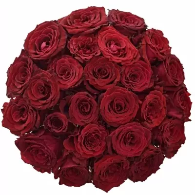 Kytice 25 červených růží ABBA 90cm