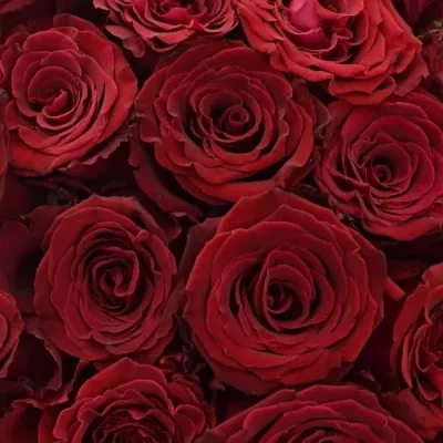 Kytice 25 červených růží ABBA