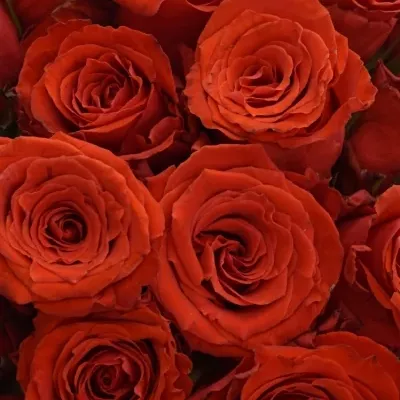 Kytica 25 červených ruží BRIGHT TORCH