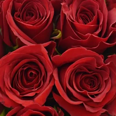 Kytice 25 červených růží FREEDOM 40cm