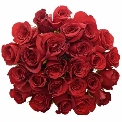 Jednodruhová kytice 25 červených růží FREEDOM 80 cm