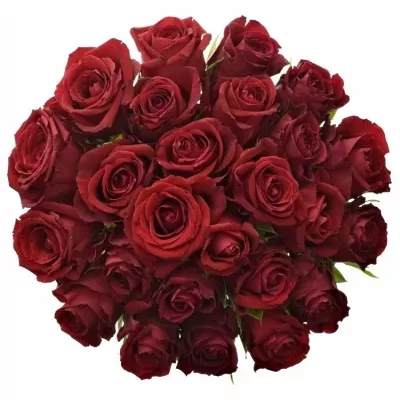 Kytice 25 červených růží FURIOSA 35cm
